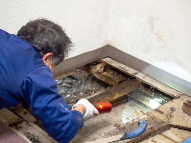 Best Mold Damage Repair  in Delhi, LA