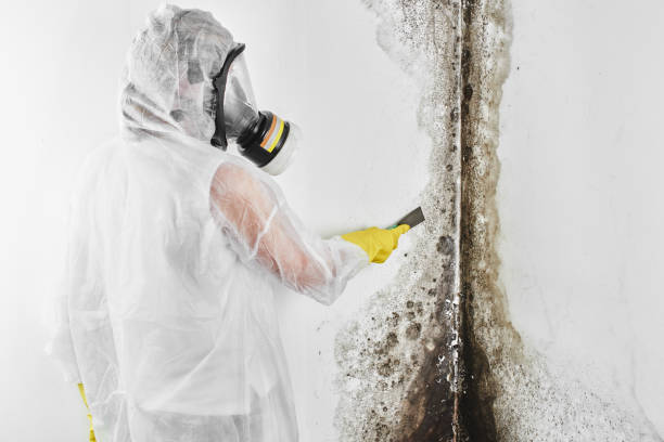 Best Mold Cleaning Services  in Delhi, LA