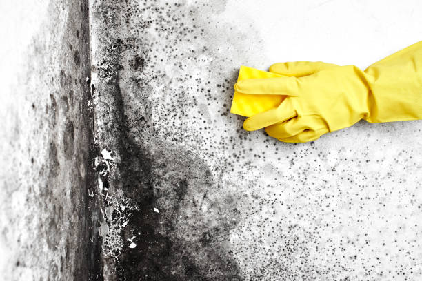 Best Home Mold Removal  in Delhi, LA