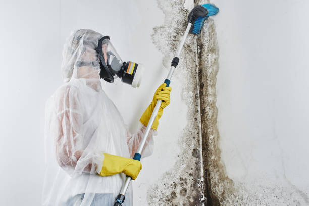Best Mold Removal Specialists  in Delhi, LA