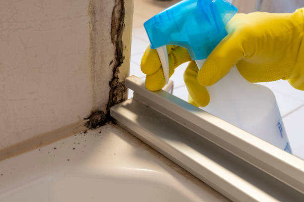 Best Professional Mold Removal  in Delhi, LA