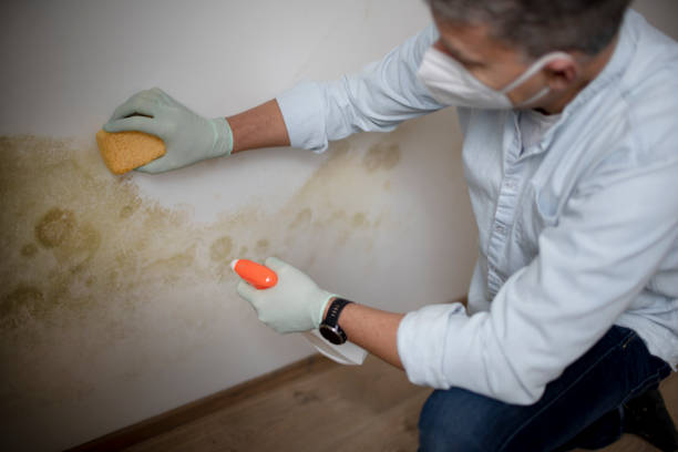 Best Home Mold Removal  in Delhi, LA