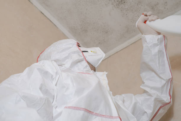 Best Local Mold Removal Service  in Delhi, LA