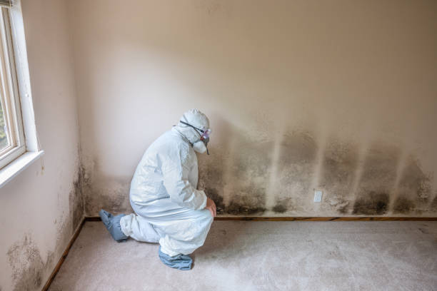 Best Emergency Mold Removal  in Delhi, LA