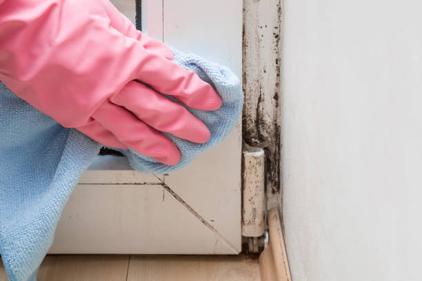  Delhi, LA Mold Removal Pros