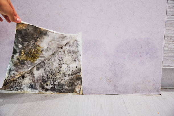 Crawl Space Mold Removal in Delhi, LA